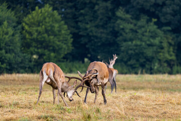 Naklejka na ściany i meble Two red deer stags fighting during rutting season