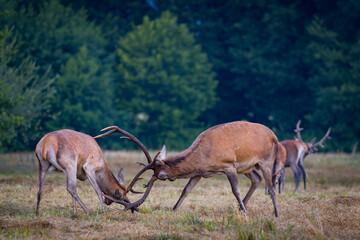 Two red deer stags fighting during rutting season
