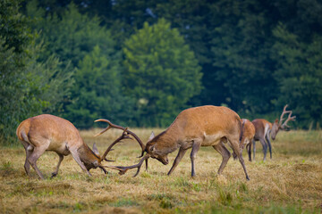 Two red deer stags fighting during rutting season