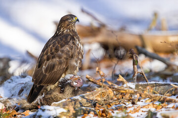 Common buzzard ( buteo buteo ) in winter time on the snow. Bird of prey, predator.