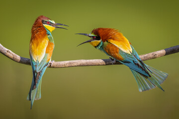 Two bird European Bee-eater, beautiful colorful bird sitting on a twig,Merops apiaster