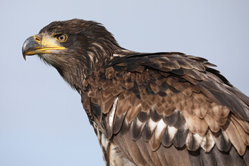 A portrait of a adolescent Bald Eagle against a blue sky
