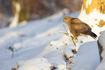 Common buzzard ( buteo buteo ) in winter time on the snow. Bird of prey, predator.