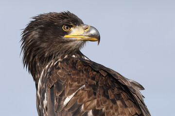 A portrait of a adolescent Bald Eagle against a blue sky
