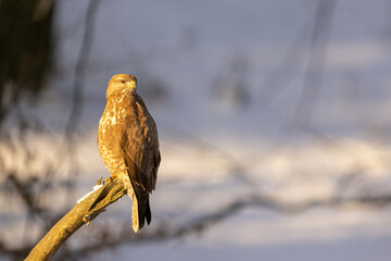 Common buzzard ( buteo buteo ) in winter time on the snow. Bird of prey, predator.