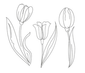  tulip flower  one continuous line  Decoration blossom botanical floral element. Vector doodle isolated illustration.