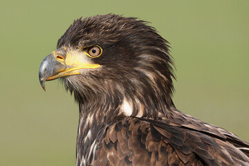A portrait of a adolescent Bald Eagle against a green background
