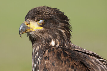 A portrait of a adolescent Bald Eagle with its translucent eyelid covering its eye

