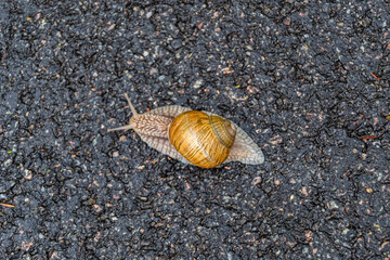 Big garden snail in shell crawling on wet road hurry home