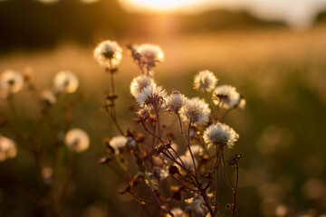 Obraz na płótnie Canvas plant, fluffy flower on a field of white-brown color in the warm rays of sunlight at sunset against the background of a field and sky with bokeh