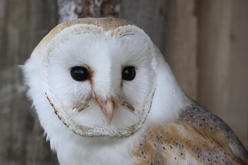 A portrait of a Barn Owl in the window of an old barn
