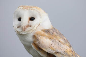 A portrait of a Barn Owl against a dull sky at dawn
