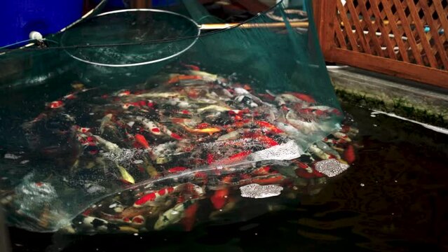 very beautiful and very big massive koi carp fishes in the garden pond for the fengshui and relaxing
