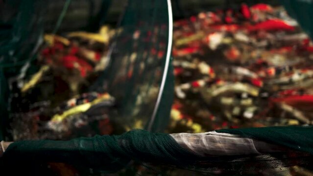 very beautiful and very big massive koi carp fishes in the garden pond for the fengshui and relaxing
