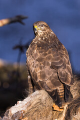 Common buzzard ( buteo buteo ) in winter time on the snow. Bird of prey, predator.