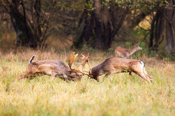 Two male Fallow deer (Dama dama) fighting during rutting season in autumn meadow.