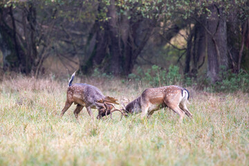 Two male Fallow deer (Dama dama) fighting during rutting season in autumn meadow.