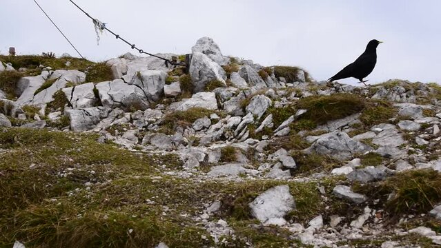 Alpendohle am Scheiblingstein, Haller Mauern, Steiermark