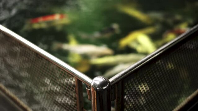 very beautiful and very big massive koi carp fishes in the garden pond for the fengshui and relaxing
