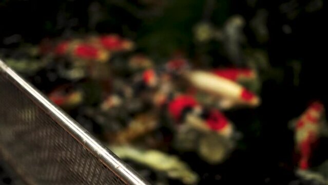 very beautiful and very big massive koi carp fishes in the garden pond for the fengshui and relaxing
