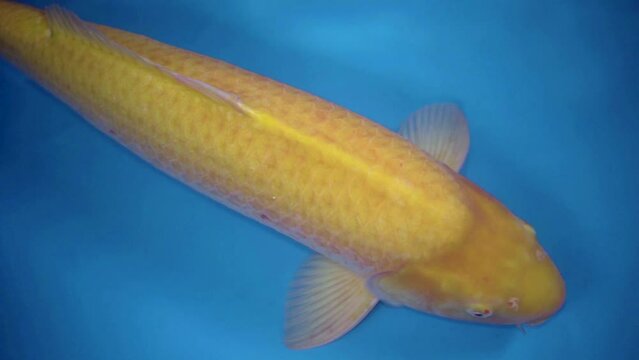 very beautiful and very big massive koi carp fishes in the garden pond for the fengshui and relaxing
