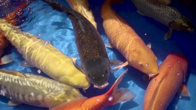 very beautiful and very big massive koi carp fishes in the garden pond for the fengshui and relaxing
