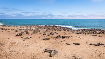 A colony of brown fur seals (Arctocephalus pusillus), Cape Cross, Namibia.
