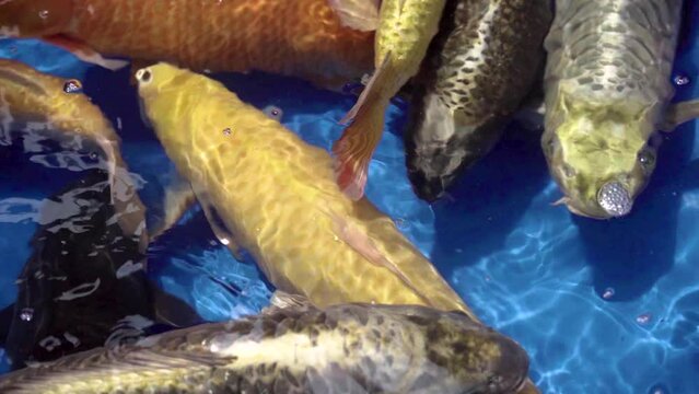 very beautiful and very big massive koi carp fishes in the garden pond for the fengshui and relaxing
