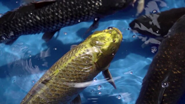 very beautiful and very big massive koi carp fishes in the garden pond for the fengshui and relaxing
