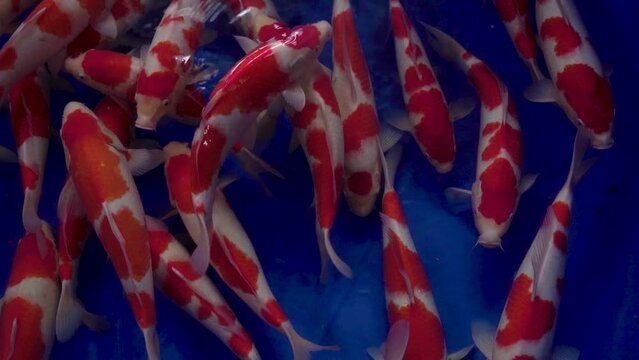 very beautiful and very big massive koi carp fishes in the garden pond for the fengshui and relaxing
