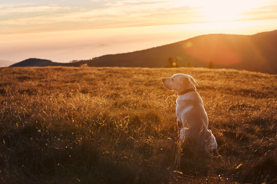 Dog sitting on meadow against mountains. Labrador retriever on top of hill at sunset. .