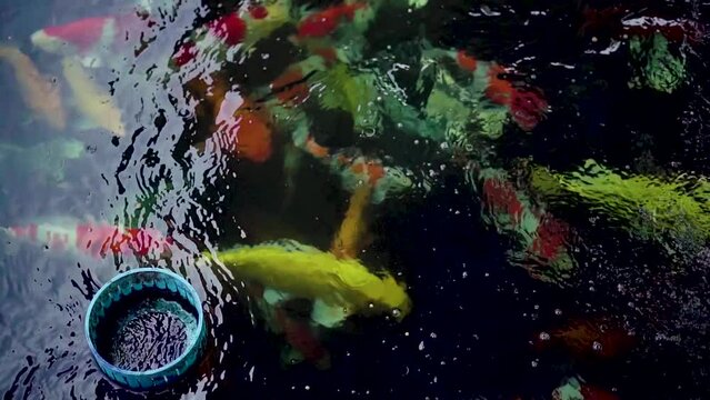 very beautiful and very big massive koi carp fishes in the garden pond for the fengshui and relaxing
