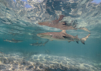 Lemon Sharks (Negaprion brevirostris) in the shallow water in North Bimini, Bahamas