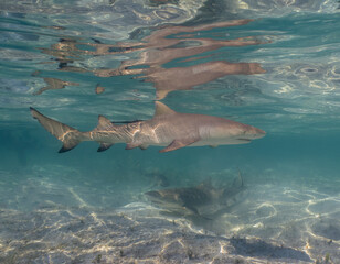 Lemon Sharks (Negaprion brevirostris) in the shallow water in North Bimini, Bahamas