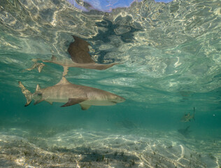 Lemon Sharks (Negaprion brevirostris) in the shallow water in North Bimini, Bahamas