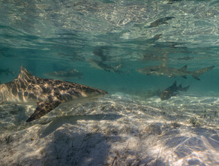 Lemon Sharks (Negaprion brevirostris) in the shallow water in North Bimini, Bahamas