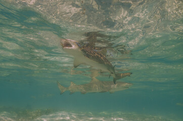 Obraz premium Lemon Sharks (Negaprion brevirostris) in the shallow water in North Bimini, Bahamas