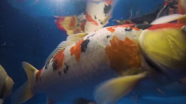very beautiful and very big massive koi carp fishes in the garden pond for the fengshui and relaxing
