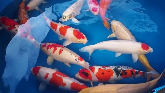 very beautiful and very big massive koi carp fishes in the garden pond for the fengshui and relaxing