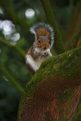 Squirrel on a tree eating a nut