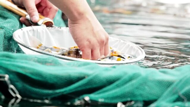 very beautiful and very big massive koi carp fishes in the garden pond for the fengshui and relaxing