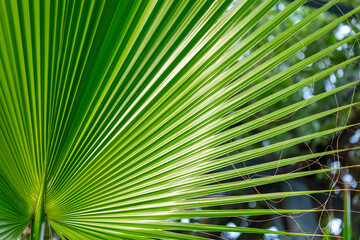 Green leaves of a palm tree in the park as a background.