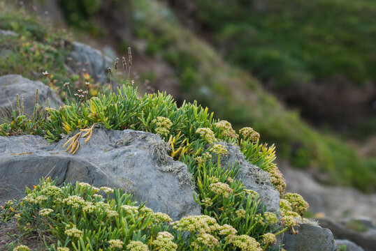 Hottentot fig plant growing on a rocky shore. Invasive plant species.