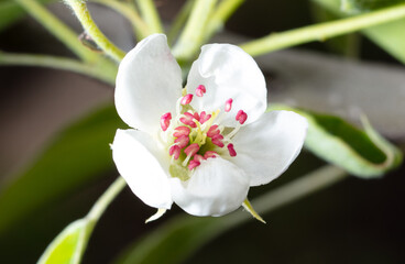 Flowers on the branches of a pear tree in spring.