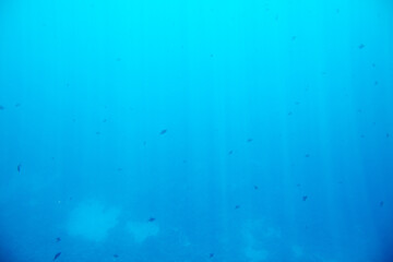 Fish swim in the Red Sea.