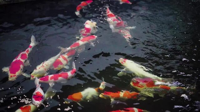 very beautiful and very big massive koi carp fishes in the garden pond for the fengshui and relaxing