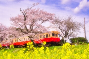 飯給駅に咲き誇る桜と菜の花