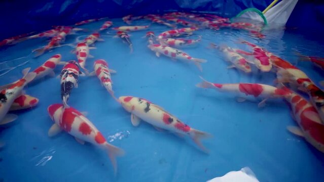 very beautiful and very big massive koi carp fishes in the garden pond for the fengshui and relaxing
