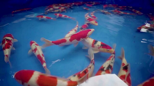 very beautiful and very big massive koi carp fishes in the garden pond for the fengshui and relaxing