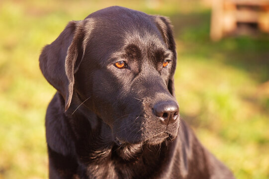 Labrador retriever dog portrait. Black dog with brown eyes.